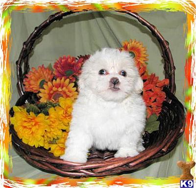 Puppies in KY